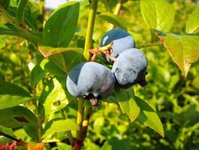 Garten-Heidelbeere 'Brigitta Blue'