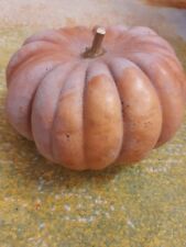 Kürbis Mini Musk Squash -