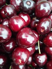 Hedelfinger Riesenkirsche –