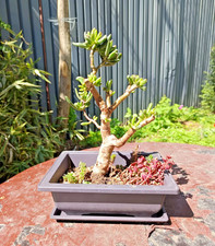 Bonsai Crassula Ovata 'Gollum'