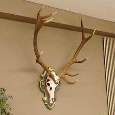 Rothirsch ungerader 12 ender H 136 cm Hirschgeweih Hirsch Barockschild grün gold