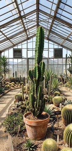 Acanthocereus tetragonus