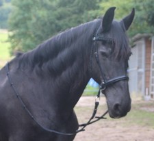 Gebisslos Leder Trense Crossover + Zügel Bitless Bridle schwarz Sidepull COB