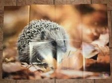 Medizini Poster,  Junger Igel, 10/ 2023