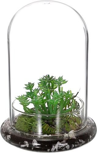 Mini pflanzenterrarium glas - mini,