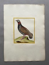 Männlicher Francolin