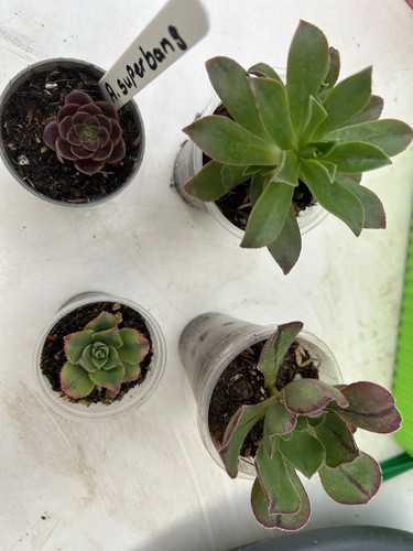 Aeonium sukkulenten set - aeonium,