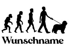 Evolution Bearded Collie   -