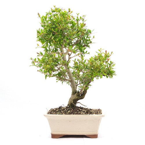 Bonsai granatapfel punica - bonsai,