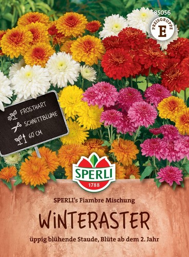 Winteraster fiambre mix - winteraster,
