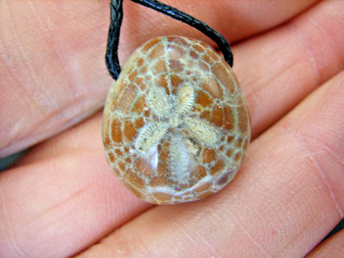 Fossiler seeigel aus - fossiler,
