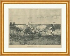 Kampf ungarischer Stiere Bastagh Peitsche Hörner Rind Bullen Holzstich E 22341