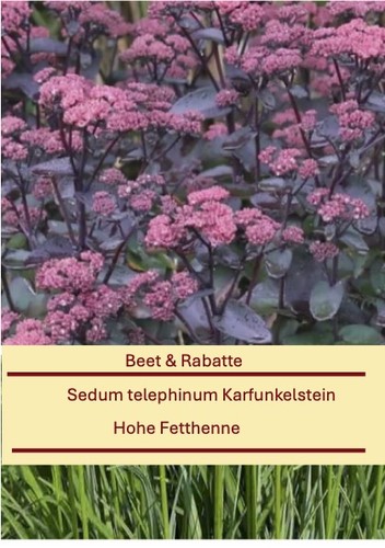 Sedum telephinum