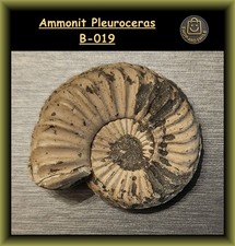 B-019 - AMMONIT - Pleuroceras