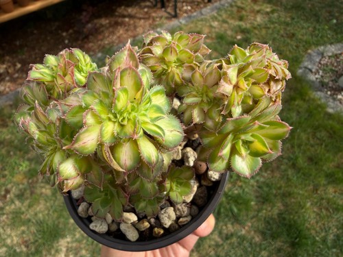 Aeonium lemon lime cristata - aeonium,