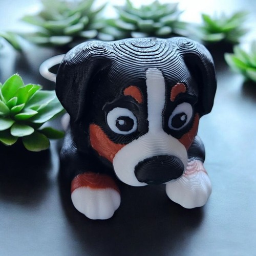 Berner sennenhund - berner,