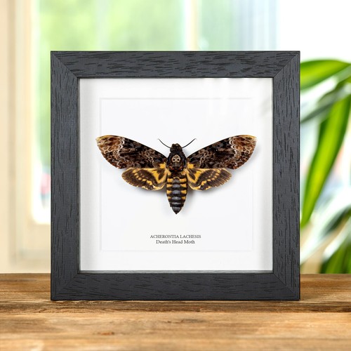 Todeskopf taxidermie - todeskopf,