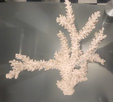 Echte weiße Koralle. Steinkoralle.  Groß 