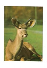 Ansichtskarte / Tierpostkarte