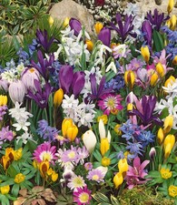 BALDUR Garten 75er Blumenzwiebelmischung zum Verwildern,75 Blumenzwiebeln