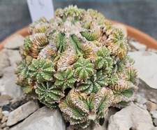 Aztekium ritteri Tief