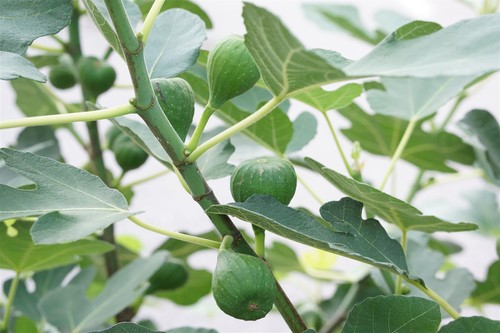 Winterharter feigenbaum ficus - feigenbaum, (ficus