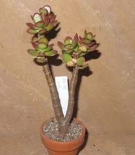 Crassula argentea minor cv Magic EB-CR642-T5 Geldbaum Bonsai Ovata