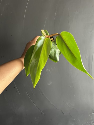 Philodendron red emerald - philodendron,
