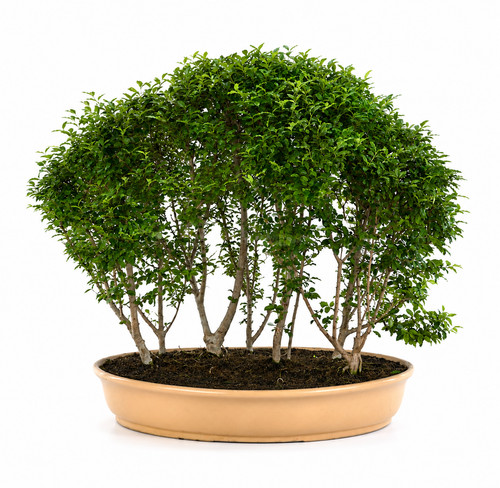Japanischer bonsai ligustrum - japanischer,