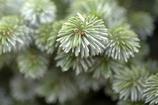 Picea sitchensis