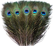 Pfauenfedern im Pack zu 5