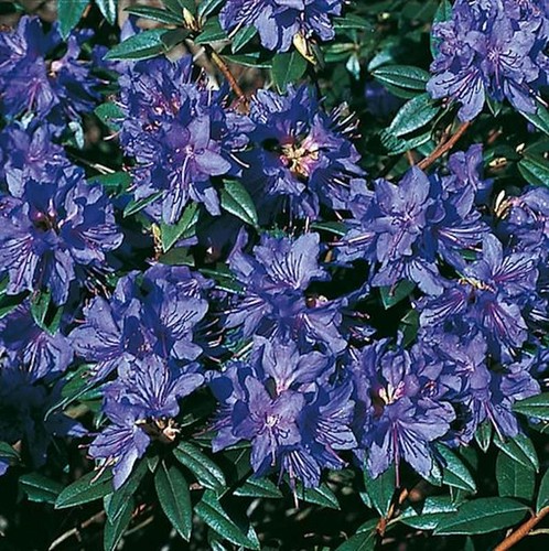 Zwerg rhododendron - zwerg,