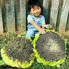 Sonnenblumensamen mongolische - sonnenblumensamen,