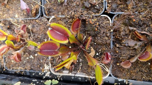 Dionaea muscipula rote sorte - rote,