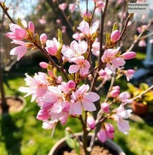 2 winterharte rosa-rote