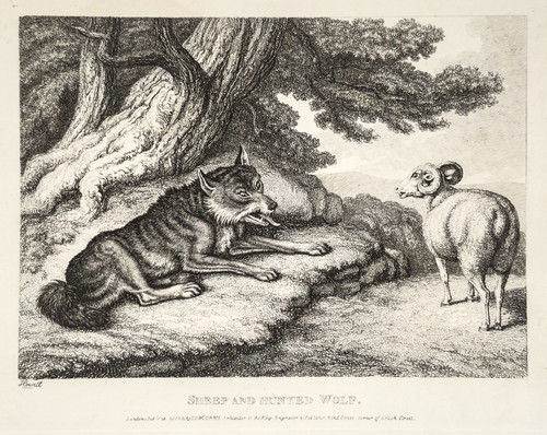 Schaf und gejagter wolf fabel - ,