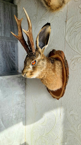 Jackalope hare taxidermy - jackalope,