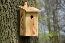 Nistkasten geflammt flachdach - nistkasten,