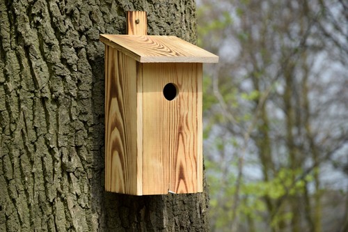 Nistkasten geflammt flachdach - nistkasten,