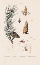 Pinus pinea pine pine pine