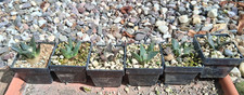 Ariocarpus trigonus var