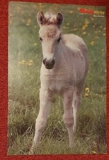 Poster Bild Pferdeposter Pferde Fjordpferd Fohlen 