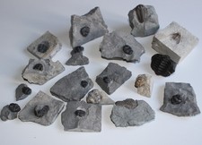 18 Stück Trilobit Phacops Elrathia & Raritäten Fossilien Sammlung Konvolut