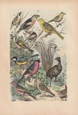 Zaunkönig Blaumeise Lerche