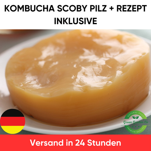 Kombucha scoby starterkultur - scoby,