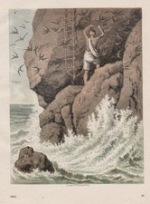 1865 - Schwalbe Schwalbennest