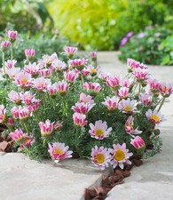 Afrikanisches Ringkörbchen, 3 Pflanzen Anacyclus depressus