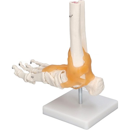 Fußskelett fuß anatomie - fußskelett,