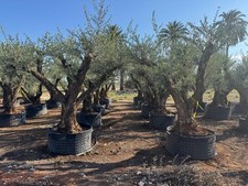 Sunny tree olea - sunny, europaea