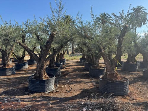 Sunny tree olea europaea - sunny,